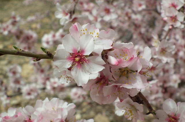 Fleur des amandiers