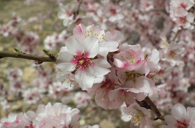 Fleur des amandiers