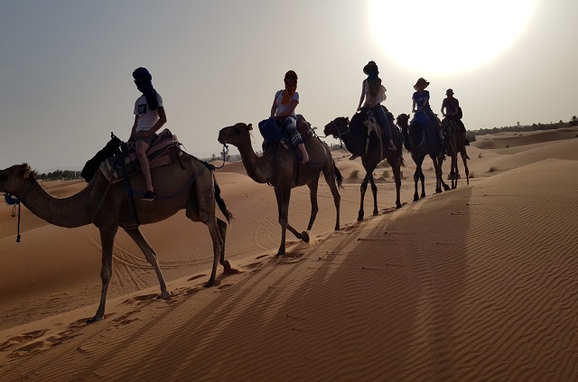 Balade en dromadaires dans le désert marocain