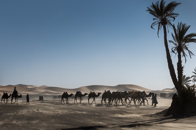 Méharée dans le désert de Merzouga