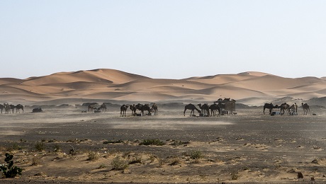 Magie du désert marocain