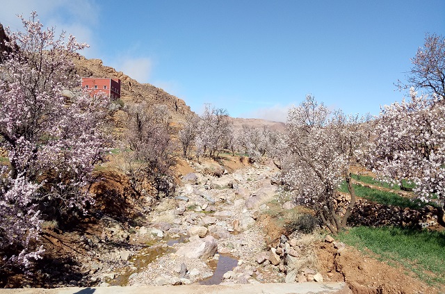 Voyage au Maroc les amandier en fleurs