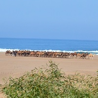 Transhumance dans le sud du Maroc