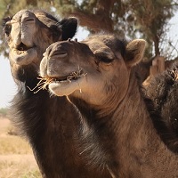 Voyage au Maroc avis de vos clients