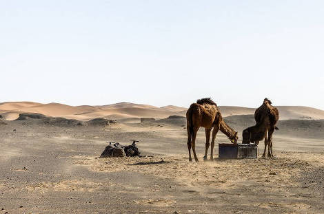 Dromadaires à Merzouga