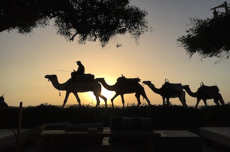 Randonnée chamelièredans le désert marocain